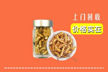 大连长海县回收散虫草
