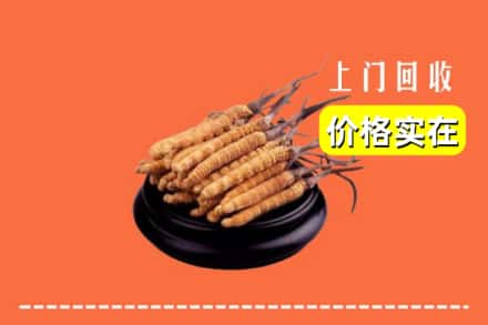 大连长海县回收冬虫夏草